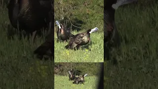 Hard Gobbling Turkeys!! #hunting #huntturkeys #wildlife #turkeyhunting #turkeyhunter #kentucky