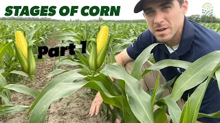 The critical stages of corn - Part 1