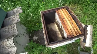 Реальное роеловство или бесплатный мёд | Лесной Кордон
