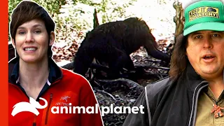 Hidden Camera Captures A Young Sasquatch! | Finding Bigfoot