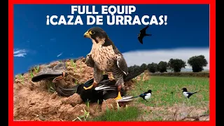 Caza de urracas con halcón ¡LA PELICULA 2023!