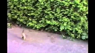 SUPER FUNNY ANIMALS COMPILATION  + 2014   720p   HD