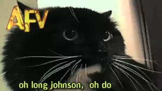 3  Oh Long Johnson      talking cat   America s Funniest Home Videos   Cat   AFV