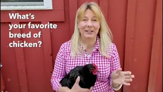 What's my Favorite Breed of Chicken?