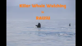 Killer Whale watching in RAUSU【羅臼のシャチウォッチング】