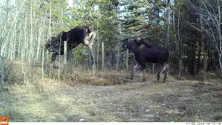 Cow Moose and Calf Jumping Barbed-Wire Fence