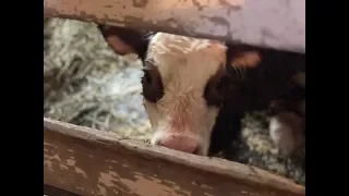 Oneida County Sheriff Rob Maciol's Newest Farm Addition