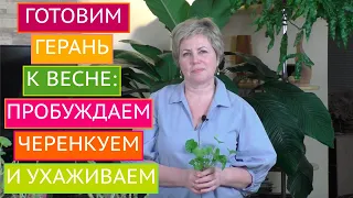 КАК ПОДГОТОВИТЬ ПЕЛАРГОНИЮ К ВЕСНЕ! ПРАВИЛЬНЫЙ УХОД И ЧЕРЕНКОВАНИЕ!