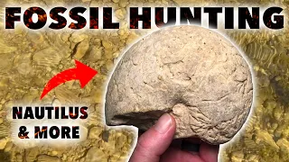 VERY PRODUCTIVE FOSSIL HUNT - April 2024 - Nautilus, Ammonites & More - North Texas Creek - #fossils