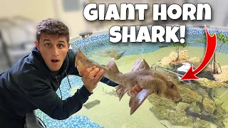 Adding A SHARK To My SALTWATER POND!!