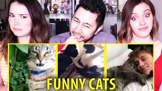 FUNNY CATS 2015 | Vine Compilation | Best Vines | Try Not To Laugh | Reaction!