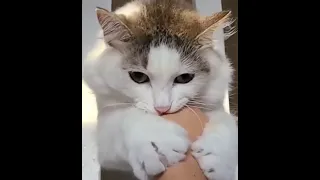 FUNNIEST AND CUTEST CATS EVER 😹 - Try Not To Laugh or Grin Challange | International Cat