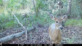 South Florida Trail Camera Video Footage 2023-2024