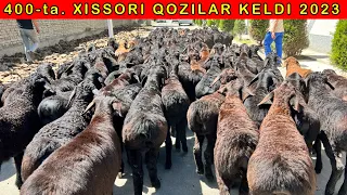 400 ta SURXONDARYODAN XISSORI QOZILAR KELDI