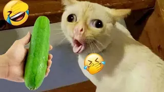 Best Cats Videos 😂 Best Funny Animals 2024 🐱😍