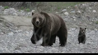 Grizzly 399 & 4 Cubs   BEST Highlights of spending 3 years with the world's most famous bear family