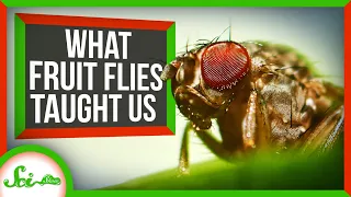 What Fruit Flies Taught Us About Human Biology