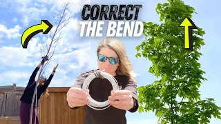 How to Help Straighten a Leaning Tree | DIY Wire Rope Kit