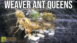 Why My New Weaver Ant Queens Joined Forces