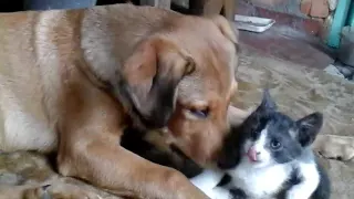 Собаки и коты -  друзья навеки (Dog and cat - friends forewer)