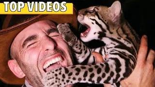 ATTACKED by Wild OCELOT! (Coyote Peterson's TOP Big Cats)