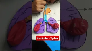 Working model of Respiratory System in Human