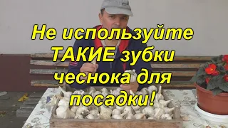 Головки чеснока будут крупными - отбираем зубчики для посадки.