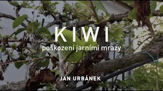 KIWI - řez po poškození jarními mrazy