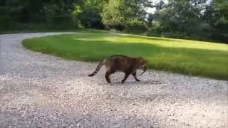 Бурундук против Кота...