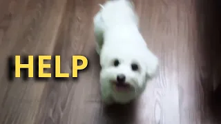 Subscribe! Please help me get 500 subscribers Moments from the life of a cute Maltese dog
