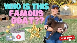 We Bought A Goat From WEED'EM & REAP!! || Nigerian Dwarf