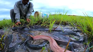 amazing fishing! catch a lot of fish in little water under grass at field by hand a fisherman