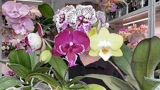 НОВЫЕ орхидеи биг липы обзор цветения КРАСОТОК