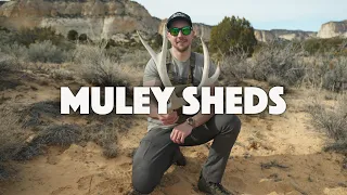 SHED HUNTING 2024 | MULEY SHEDS