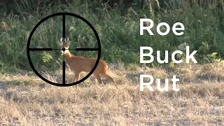 Roe Buck Stalking: The Rut