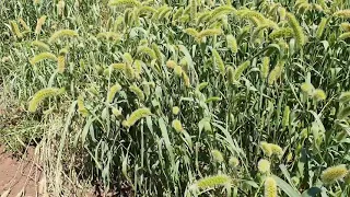 The Setaria just before to be harvested