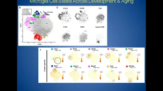 Examination of Microglia at Single Cell Resolution in Health and Disease