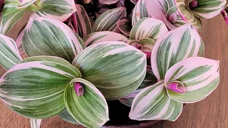 Garden 003: Tradescantia Nanouk Care Guide