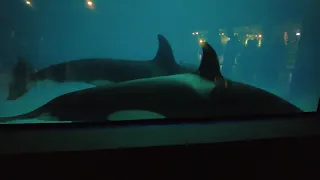 Killer whales.Moskvarium. VDNKH  Косатки. Москвариум. ВДНХ