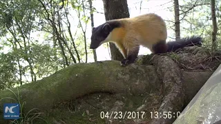 Rare footage of wild animals in SW China nature reserves