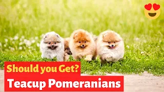 Everything You Need To Know About Teacup Pomeranians