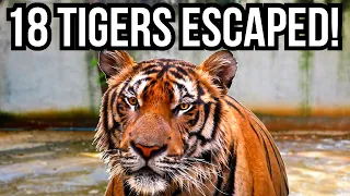 3 Of The Craziest Things That Have Ever Happened In Zoos - ESCAPES, ZANESVILLE, HARAMBE