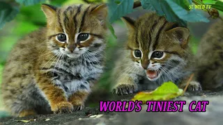 World's Tiniest cat  # Rusty spotted cat sri lanka.