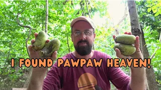 I Found Pawpaw Heaven!