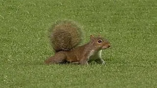 A squirrel disrupts play in the fourth
