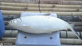 PINAKAMALAKING BANGUS NA NAHULI NAMIN SA LAGUNA LAKE