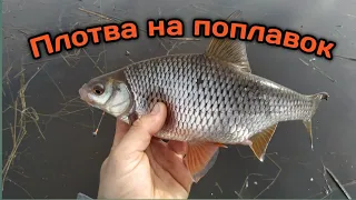 Весенний ЖОР плотвы. Рыбалка на поплавок на Рыбинском водохранилище.
