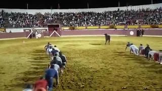 Испанские игры с быком