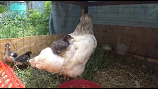 Мое куриное царство🐤🐥🐔 Обрезала петунии🌸 Наездник🐤Живем на Кубани