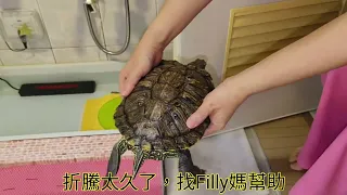 更換進出水盆的爬梯，Filly的反應🤣🤣#filly #龜 #烏龜 #巴西龜 #寵物 #turtle #pet